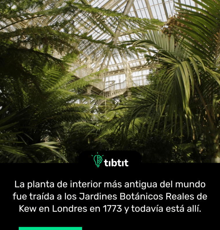 La planta de interior más antigua del mundo fue traída a los Jardines Botánicos Reales de Kew en Londres en 1773 y todavía está allí.