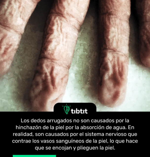 Los dedos arrugados no son causados por la hinchazón de la piel por la absorción de agua. En realidad, son causados por el sistema nervioso que contrae los vasos sanguíneos de la piel, lo que hace que se encojan y plieguen la piel.