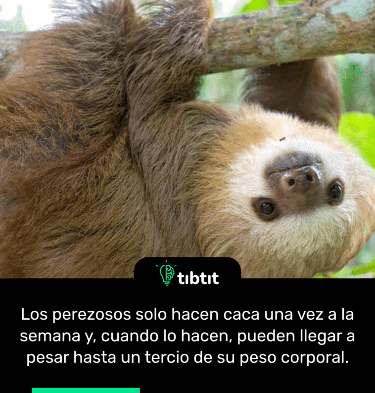 Los perezosos solo hacen caca una vez a la semana y, cuando lo hacen, pueden llegar a pesar hasta un tercio de su peso corporal.