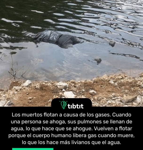 Los muertos flotan a causa de los gases. Cuando una persona se ahoga, sus pulmones se llenan de agua, lo que hace que se ahogue. Vuelven a flotar porque el cuerpo humano libera gas cuando muere, lo que los hace más livianos que el agua.