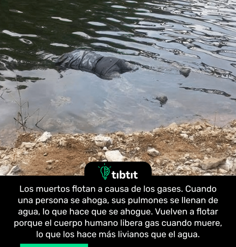 Los muertos flotan a causa de los gases. Cuando una persona se ahoga, sus pulmones se llenan de agua, lo que hace que se ahogue. Vuelven a flotar porque el cuerpo humano libera gas cuando muere, lo que los hace más livianos que el agua.