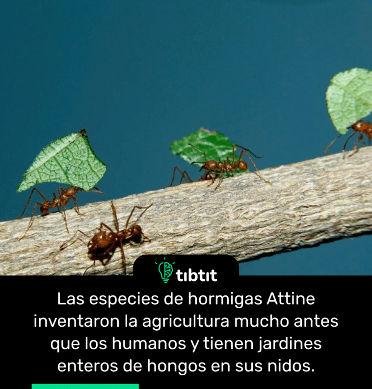 Las especies de hormigas Attine inventaron la agricultura mucho antes que los humanos y tienen jardines enteros de hongos en sus nidos.