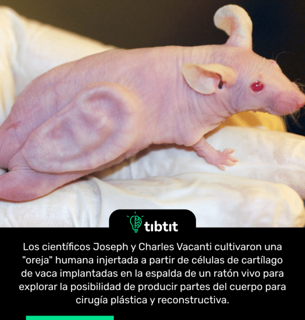 Los científicos Joseph y Charles Vacanti cultivaron una "oreja" humana injertada a partir de células de cartílago de vaca implantadas en la espalda de un ratón vivo para explorar la posibilidad de producir partes del cuerpo para cirugía plástica y reconstructiva.