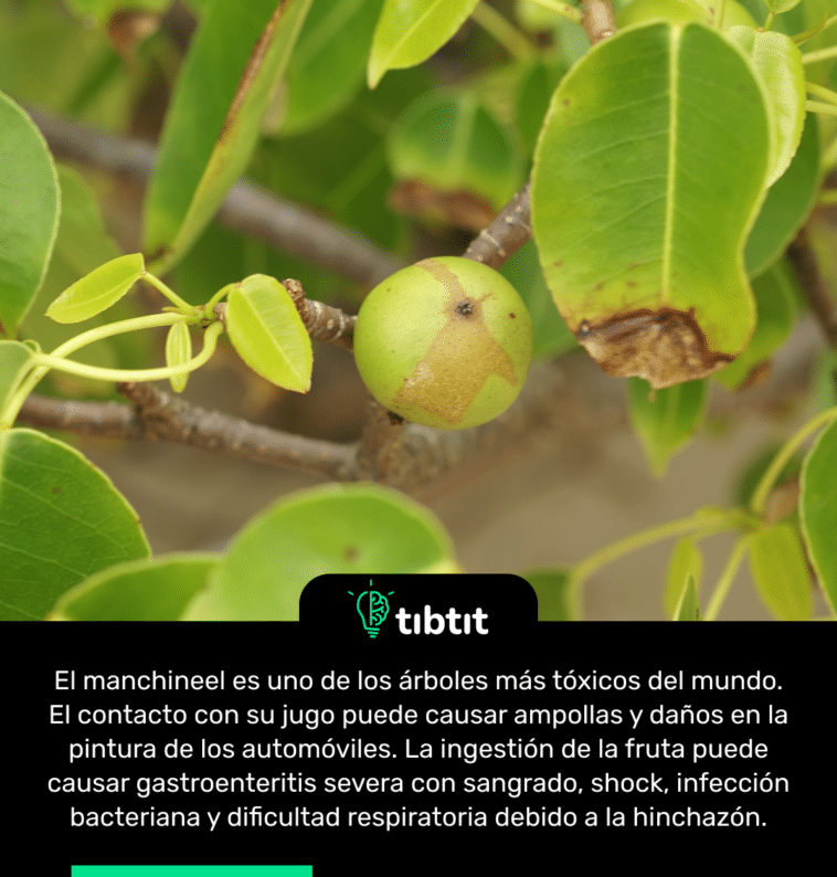 El manchineel es uno de los árboles más tóxicos del mundo. El contacto con su jugo puede causar ampollas y daños en la pintura de los automóviles. La ingestión de la fruta puede causar gastroenteritis severa con sangrado, shock, infección bacteriana y dificultad respiratoria debido a la hinchazón.