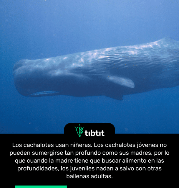 Los cachalotes usan niñeras. Los cachalotes jóvenes no pueden sumergirse tan profundo como sus madres, por lo que cuando la madre tiene que buscar alimento en las profundidades, los juveniles nadan a salvo con otras ballenas adultas.