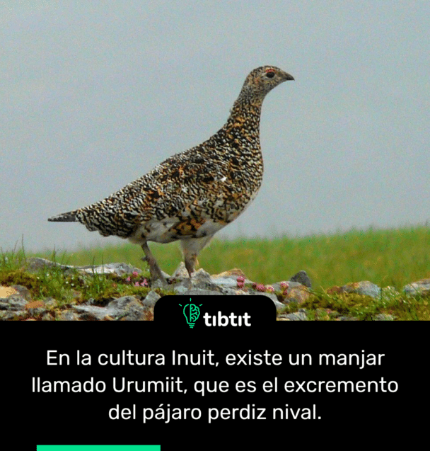 En la cultura Inuit, existe un manjar llamado Urumiit, que es el excremento del pájaro perdiz nival.