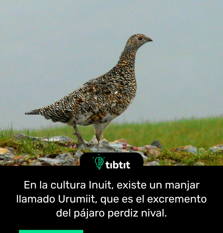 En la cultura Inuit, existe un manjar llamado Urumiit, que es el excremento del pájaro perdiz nival.
