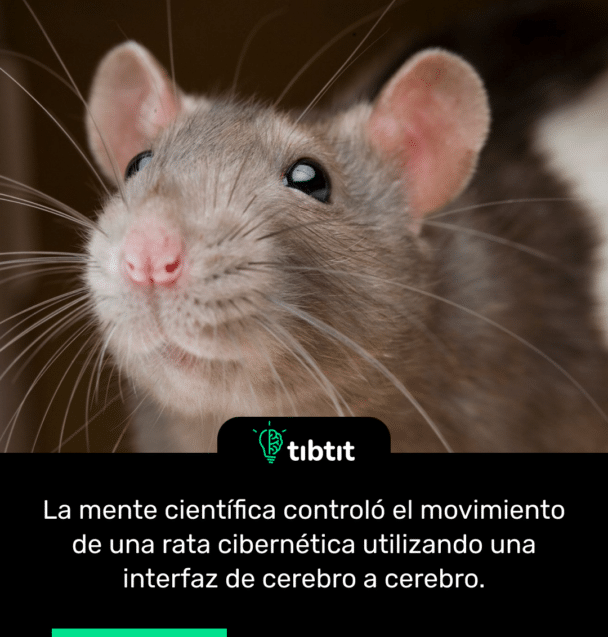 La mente científica controló el movimiento de una rata cibernética utilizando una interfaz de cerebro a cerebro.
