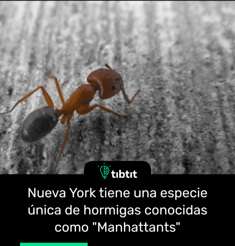 Nueva York tiene una especie única de hormigas conocidas como "Manhattants"