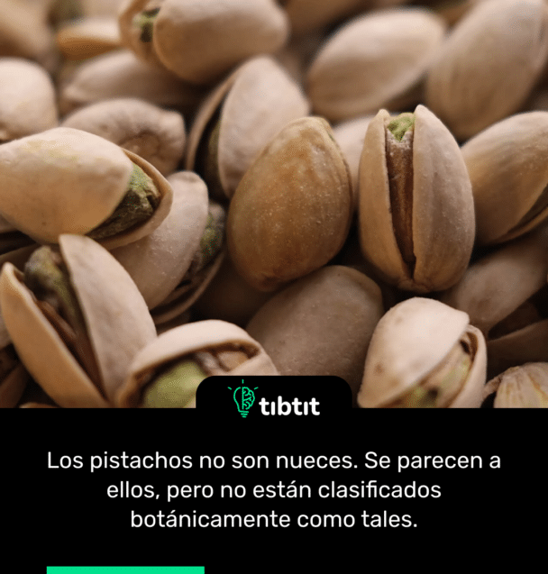 Los pistachos no son nueces. Se parecen a ellos, pero no están clasificados botánicamente como tales.