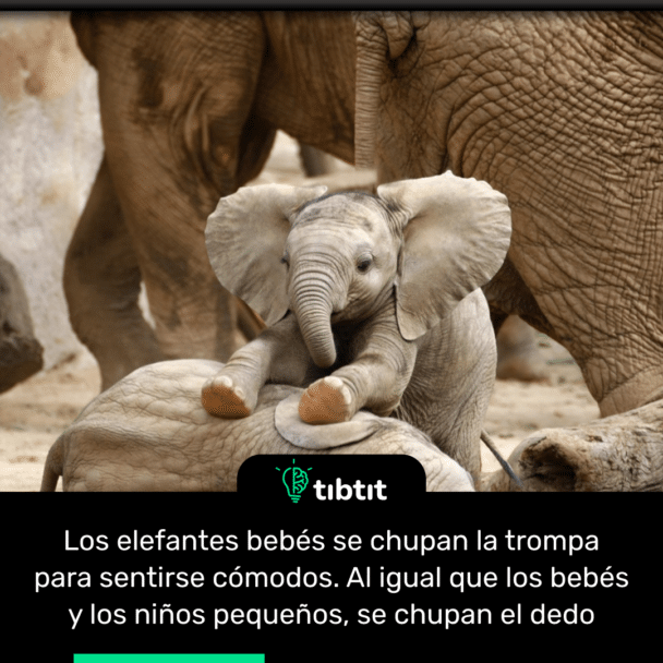 Los elefantes bebés se chupan la trompa para sentirse cómodos. Al igual que los bebés y los niños pequeños, se chupan el dedo