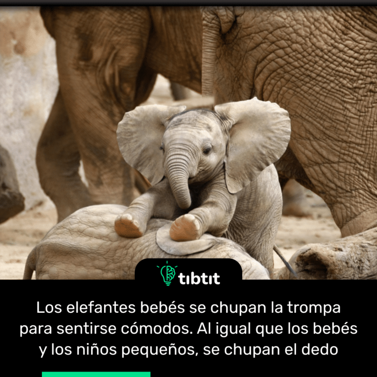 Los elefantes bebés se chupan la trompa para sentirse cómodos. Al igual que los bebés y los niños pequeños, se chupan el dedo