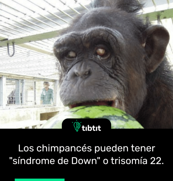 Los chimpancés pueden tener "síndrome de Down" o trisomía 22.