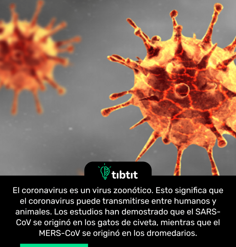El coronavirus es un virus zoonótico. Esto significa que el coronavirus puede transmitirse entre humanos y animales. Los estudios han demostrado que el SARS-CoV se originó en los gatos de civeta, mientras que el MERS-CoV se originó en los dromedarios.