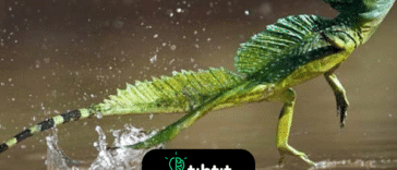 El basilisco se llama el lagarto de Jesucristo debido a su capacidad para correr o caminar sobre el agua. Lo hace manipulando la tensión superficial del agua debido al diseño especial de sus pies.