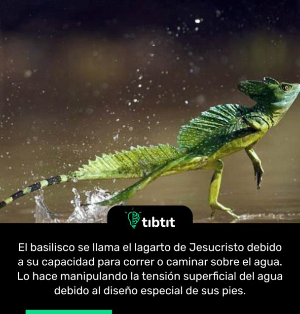 El basilisco se llama el lagarto de Jesucristo debido a su capacidad para correr o caminar sobre el agua. Lo hace manipulando la tensión superficial del agua debido al diseño especial de sus pies.