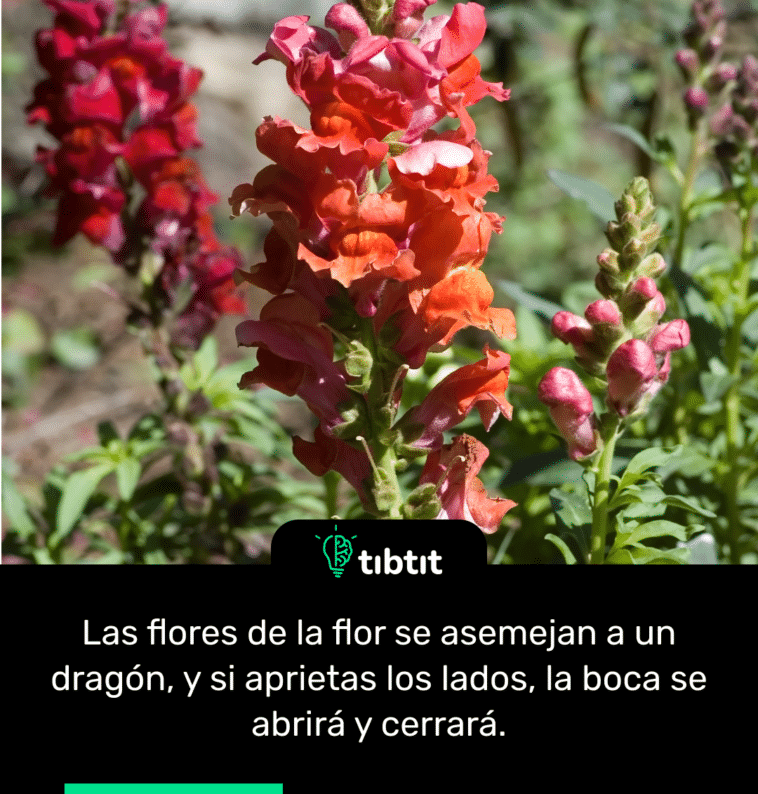 Las flores de la flor se asemejan a un dragón, y si aprietas los lados, la boca se abrirá y cerrará.