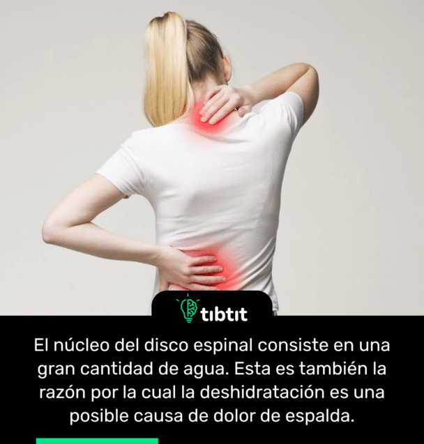 El núcleo del disco espinal consiste en una gran cantidad de agua. Esta es también la razón por la cual la deshidratación es una posible causa de dolor de espalda.
