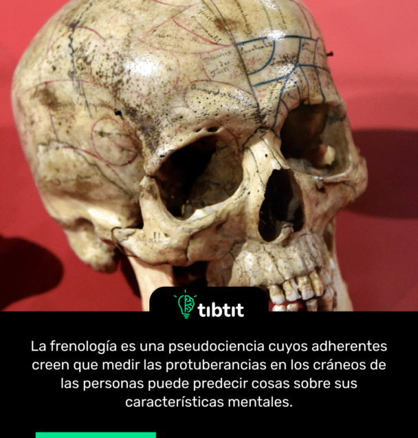 La frenología es una pseudociencia cuyos adherentes creen que medir las protuberancias en los cráneos de las personas puede predecir cosas sobre sus características mentales.