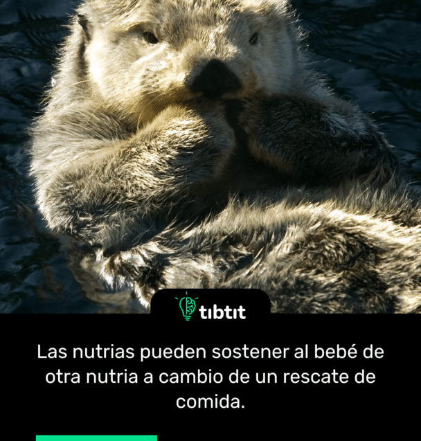Las nutrias pueden sostener al bebé de otra nutria a cambio de un rescate de comida.