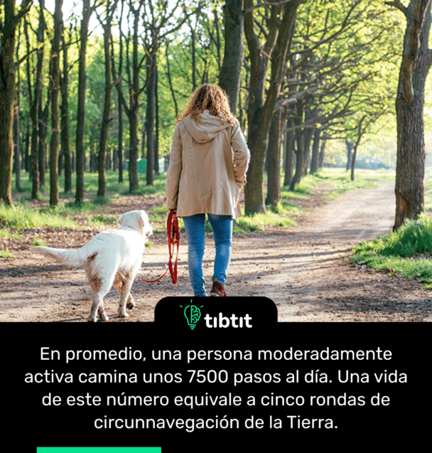 En promedio, una persona moderadamente activa camina unos 7500 pasos al día. Una vida de este número equivale a cinco rondas de circunnavegación de la Tierra.