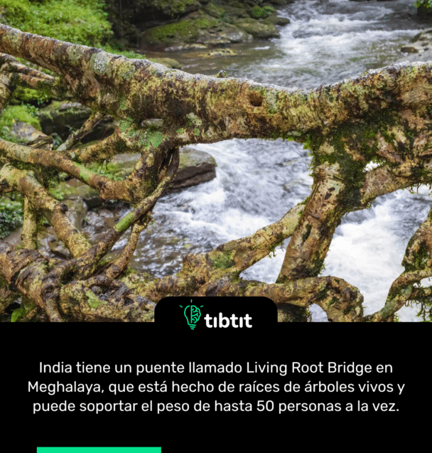 India tiene un puente llamado Living Root Bridge en Meghalaya, que está hecho de raíces de árboles vivos y puede soportar el peso de hasta 50 personas a la vez.
