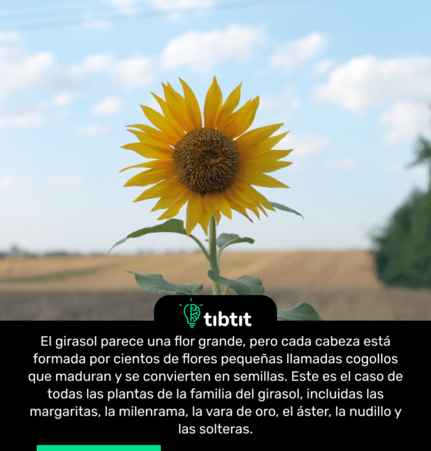 El girasol parece una flor grande, pero cada cabeza está formada por cientos de flores pequeñas llamadas cogollos que maduran y se convierten en semillas. Este es el caso de todas las plantas de la familia del girasol, incluidas las margaritas, la milenrama, la vara de oro, el áster, la nudillo y las solteras.