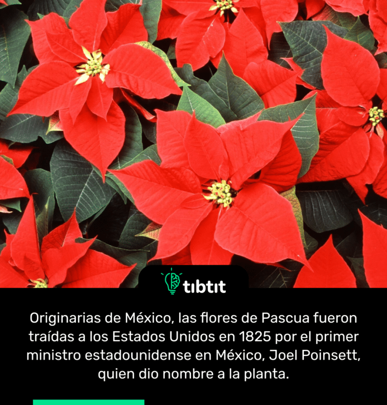 Originarias de México, las flores de Pascua fueron traídas a los Estados Unidos en 1825 por el primer ministro estadounidense en México, Joel Poinsett, quien dio nombre a la planta.