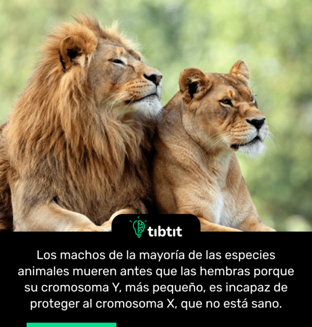 Los machos de la mayoría de las especies animales mueren antes que las hembras porque su cromosoma Y, más pequeño, es incapaz de proteger al cromosoma X, que no está sano.