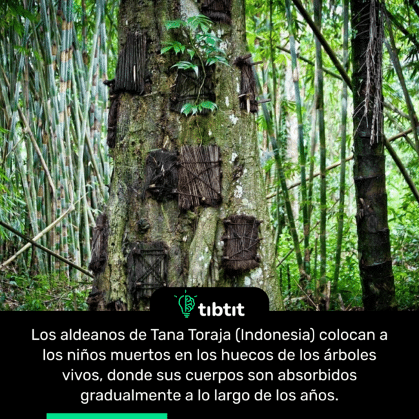 Los aldeanos de Tana Toraja (Indonesia) colocan a los niños muertos en los huecos de los árboles vivos, donde sus cuerpos son absorbidos gradualmente a lo largo de los años.