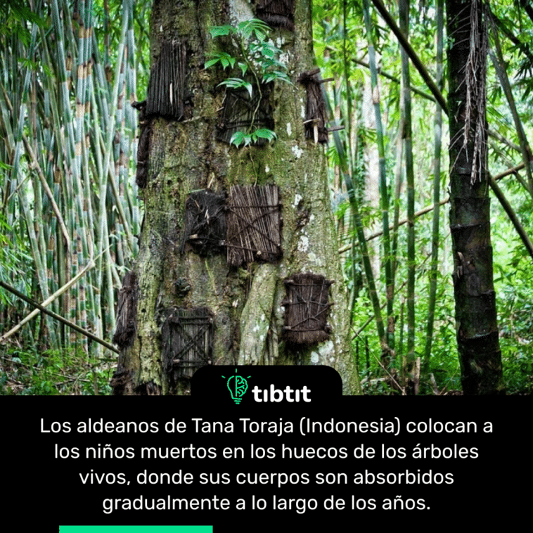 Los aldeanos de Tana Toraja (Indonesia) colocan a los niños muertos en los huecos de los árboles vivos, donde sus cuerpos son absorbidos gradualmente a lo largo de los años.