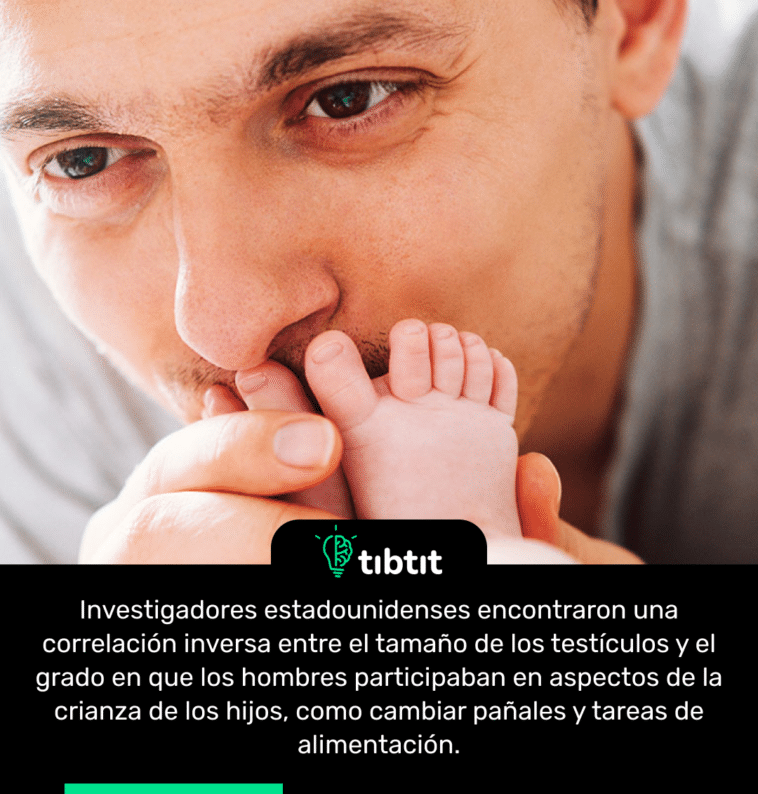 Investigadores estadounidenses encontraron una correlación inversa entre el tamaño de los testículos y el grado en que los hombres participaban en aspectos de la crianza de los hijos, como cambiar pañales y tareas de alimentación.