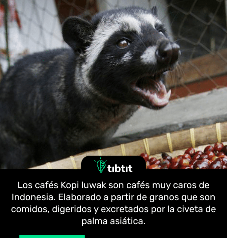 Los cafés Kopi luwak son cafés muy caros de Indonesia. Elaborado a partir de granos que son comidos, digeridos y excretados por la civeta de palma asiática.