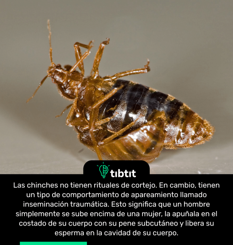 Las chinches no tienen rituales de cortejo. En cambio, tienen un tipo de comportamiento de apareamiento llamado inseminación traumática. Esto significa que un hombre simplemente se sube encima de una mujer, la apuñala en el costado de su cuerpo con su pene subcutáneo y libera su esperma en la cavidad de su cuerpo.