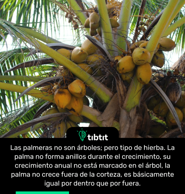 Las palmeras no son árboles; pero tipo de hierba. La palma no forma anillos durante el crecimiento, su crecimiento anual no está marcado en el árbol, la palma no crece fuera de la corteza, es básicamente igual por dentro que por fuera.