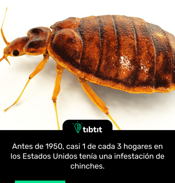 Antes de 1950, casi 1 de cada 3 hogares en los Estados Unidos tenía una infestación de chinches.
