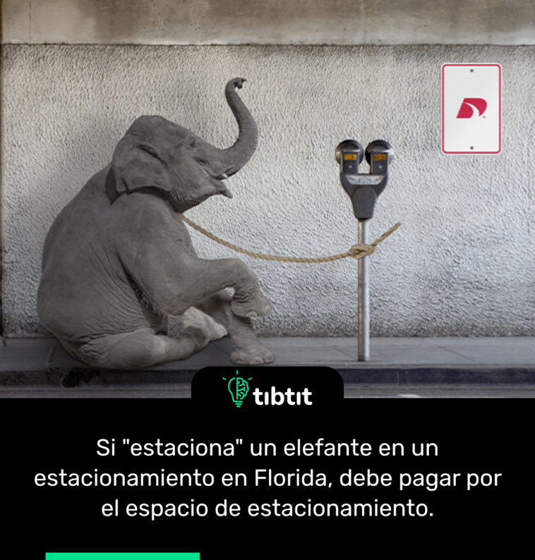 Si "estaciona" un elefante en un estacionamiento en Florida, debe pagar por el espacio de estacionamiento.