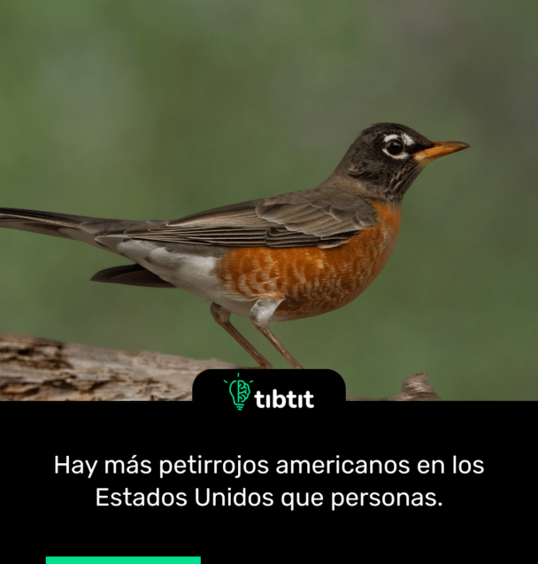 Hay más petirrojos americanos en los Estados Unidos que personas.