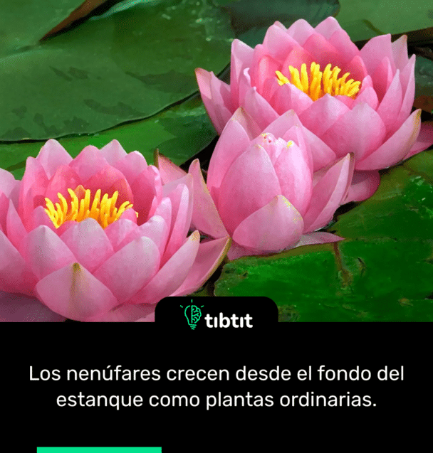Los nenúfares crecen desde el fondo del estanque como plantas ordinarias.