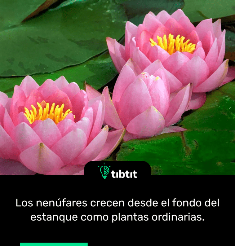 Los nenúfares crecen desde el fondo del estanque como plantas ordinarias.