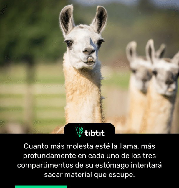 Cuanto más molesta esté la llama, más profundamente en cada uno de los tres compartimentos de su estómago intentará sacar material que escupe.