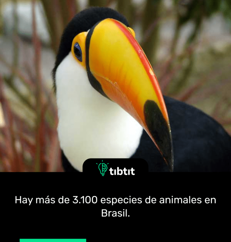 Hay más de 3.100 especies de animales en Brasil.
