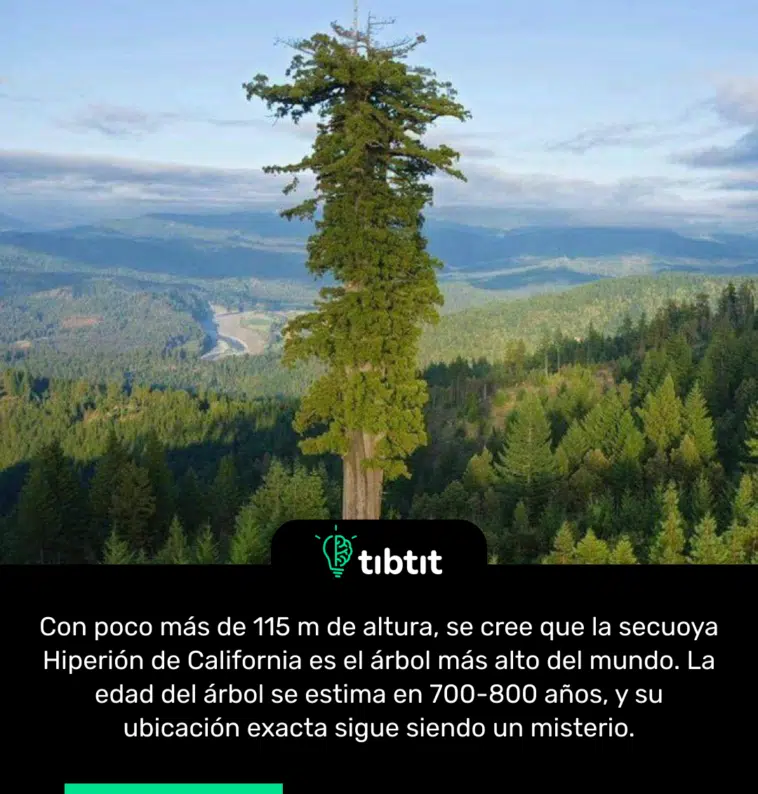 Con poco más de 115 m de altura, se cree que la secuoya Hiperión de California es el árbol más alto del mundo. La edad del árbol se estima en 700-800 años, y su ubicación exacta sigue siendo un misterio.