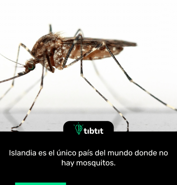 Islandia es el único país del mundo donde no hay mosquitos.