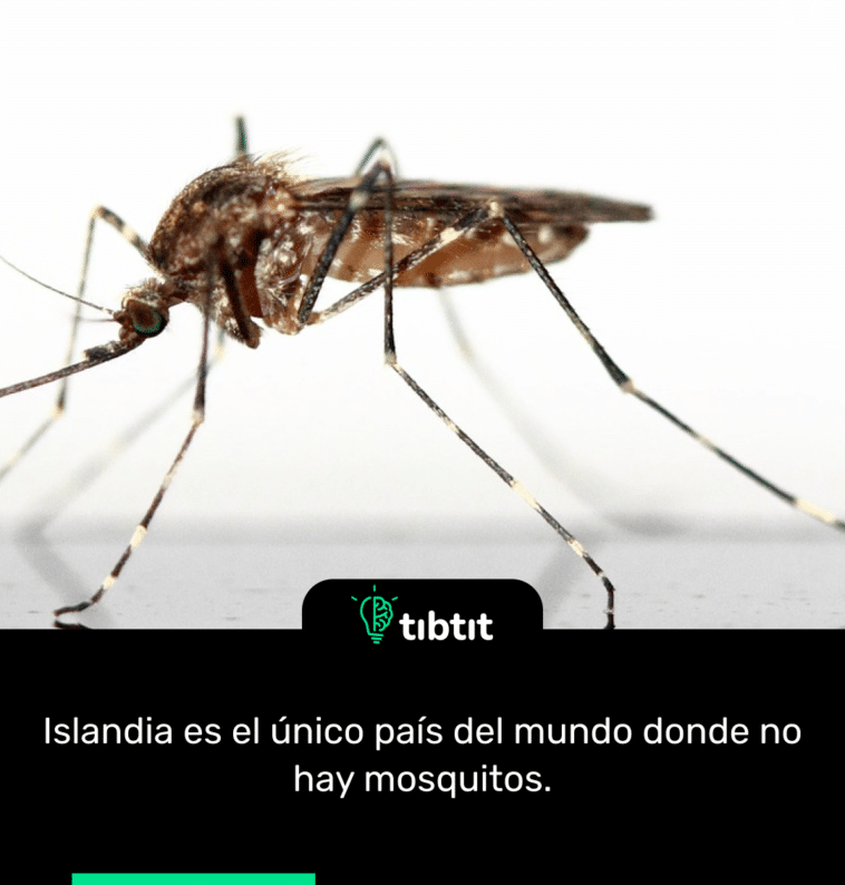 Islandia es el único país del mundo donde no hay mosquitos.