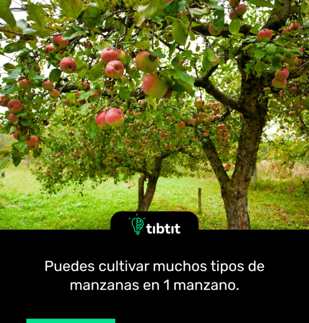 Puedes cultivar muchos tipos de manzanas en 1 manzano.
