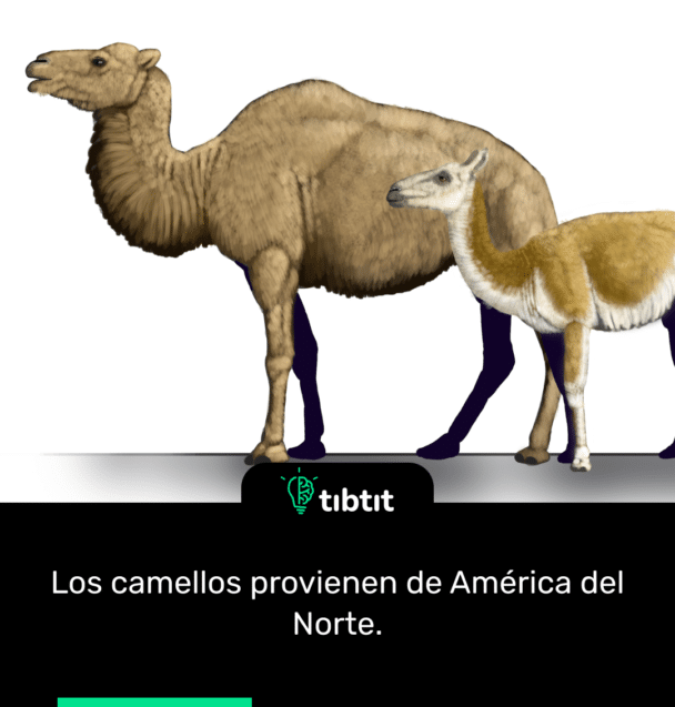 Los camellos provienen de América del Norte.