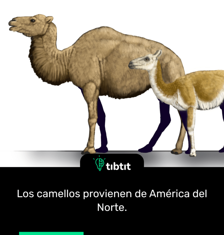 Los camellos provienen de América del Norte.