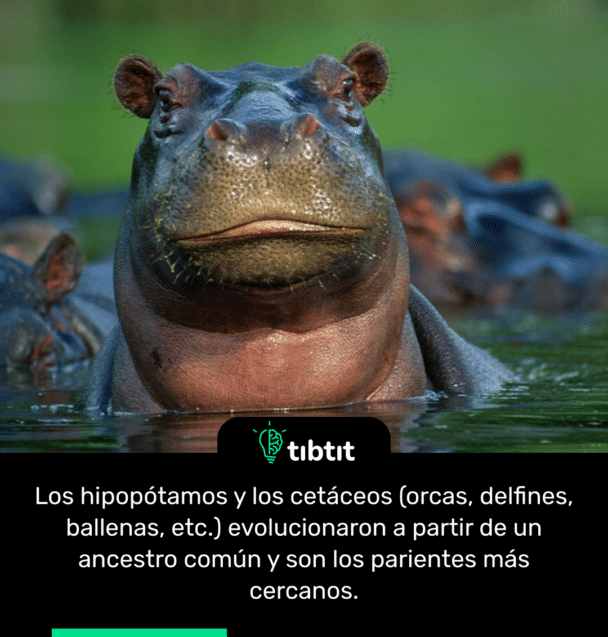 Los hipopótamos y los cetáceos (orcas, delfines, ballenas, etc.) evolucionaron a partir de un ancestro común y son los parientes más cercanos.