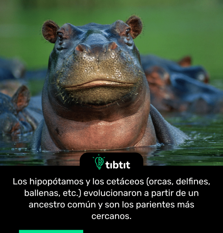 Los hipopótamos y los cetáceos (orcas, delfines, ballenas, etc.) evolucionaron a partir de un ancestro común y son los parientes más cercanos.